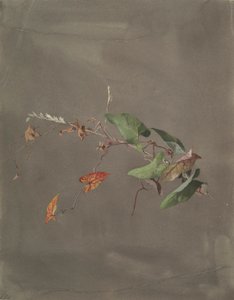 Liseron - Fidelia Bridges