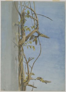 Glycine sur un mur - Fidelia Bridges