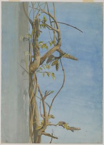 Glycine sur un Mur - Fidelia Bridges