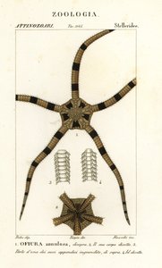 Ophiure, Ophiomastix annulosa, Ophiura annulosa - Finocchi Finocchi