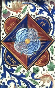 Rose blanche de la maison d