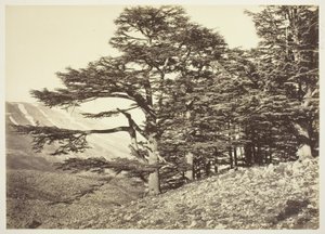 Cèdres du Liban - Félix Bonfils