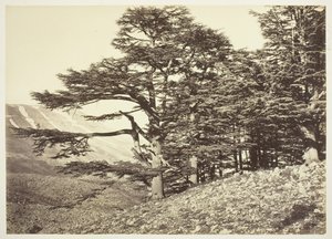 Cèdres du Liban, vers 1870 - Félix Bonfils