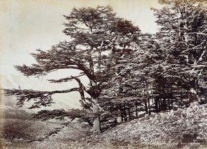 Grand cèdre, au Liban - Félix Bonfils