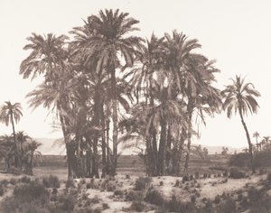 Karnak, Groupe de Dattiers Vu du Point A, 1851-52, imprimé 1853-54 - Félix Teynard