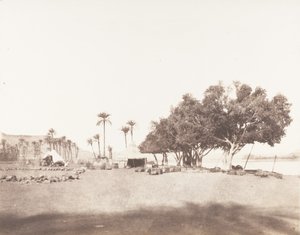 Korósko, Sycomores et Campement d