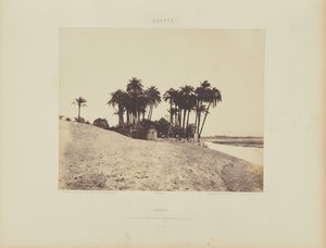 Louksor. Dattiers et Jardin de l