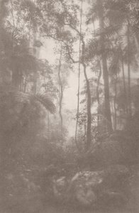 Jungle brumeuse 1, 2024 - Florent Bodart