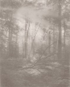 Jungle Brumeuse 2, 2024