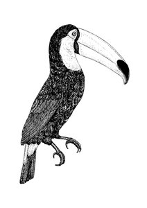 Toco en noir et blanc
