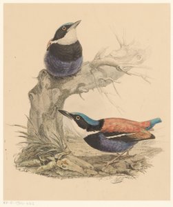 Deux oiseaux
