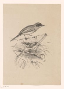 Deux petits oiseaux sur une branche - Floris Verster