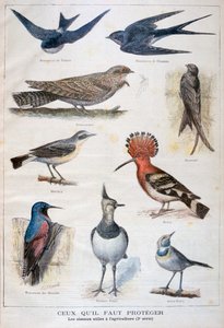 Oiseaux protégés et utiles à l