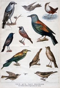 Oiseaux protégés et utiles à l