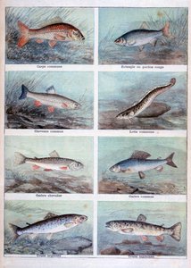 Poissons d