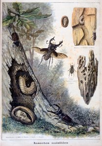 Insectes nuisibles, 1897