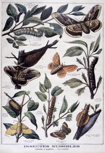 Insectes nuisibles : chenilles, papillons et mites, 1897