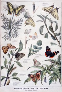 Insectes nuisibles : papillons diurnes, 1897