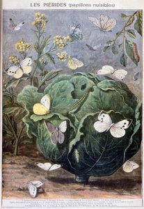 Papillons Pierid, 1897 - Fortuné Méaulle