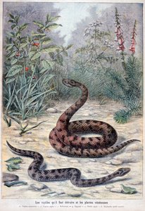 Serpents et plantes vénéneuses, 1897 - Fortuné Méaulle