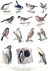 Les oiseaux utiles en agriculture - Fortune Louis Meaulle