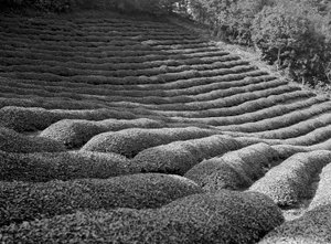 Région de Shizuoka, jardins de thé