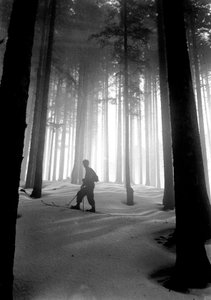 Vallombrosa : la cathédrale des sapins