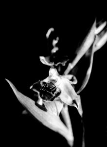 Orchidée sauvage (photo n/b)