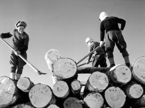 Coupeurs de bois au travail