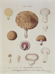 Hypophyllum campestre ou le champignon des champs, planche 130 de 