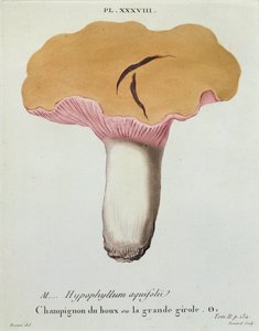 Hyprophyllum aquifolii, planche 38 de 