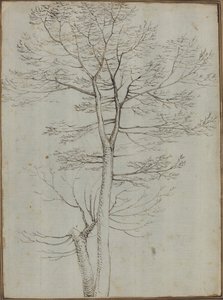 Arbre nu [verso] - Fra Bartolommeo