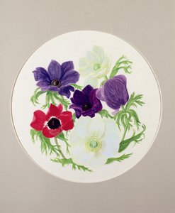 Anémones - Frances Buckland