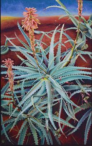Aloe - Frances Ferdinands