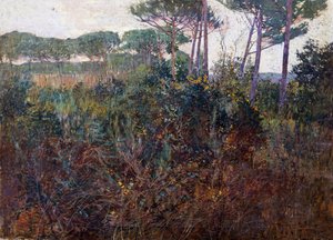 Forêts de pins à Torre del Lago - Francesco Fanelli