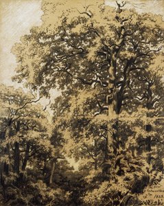 Forêt de Fontainebleau - Francesco Gamba