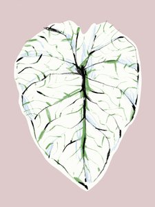  - Francesco Gulina