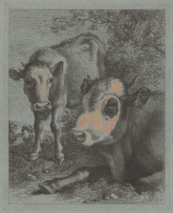 Vache et veau couchés en plein air