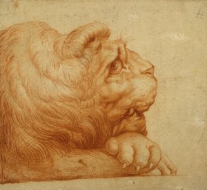Tête de lion de profil - Francesco de Rossi Salviati Cecchino