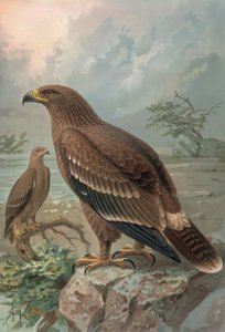 Aigle du Népal - Femelles - Francia
