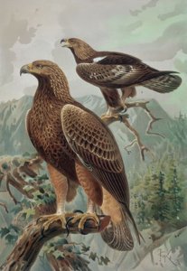 Aigle doré - mâle adulte (1) et femelle (2) Aquila chrysaetos - Francia