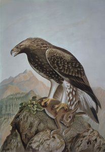 Aigle royal - Jeune mâle - Francia