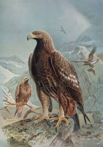 Gravure - Aigle sauvage ou léonard - Femelle adulte et jeune - Francia