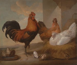 Coq domestique, poules et poussins - Francis Barlow