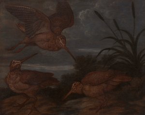 Bécasse au crépuscule - Francis Barlow