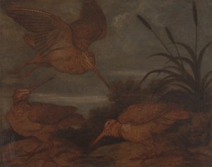 Bécasse au crépuscule - Francis Barlow