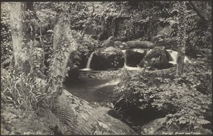 Glen Lyn, ruisseau et feuillage - Francis Bedford