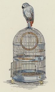 Perroquet assis sur sa cage (lithographie couleur) - Francis Donkin Bedford