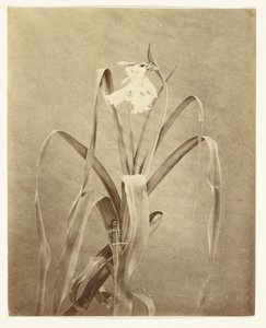 [Fleurs]