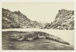 Crocodile sur un banc de sable - Francis Frith